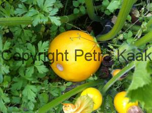 Gele ronde courgette