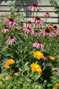 Goudsbloemen met echinacea