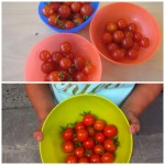 Tomatenoogst