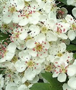 Crataegus monogyna, eetbare bloemen van de meidoorn