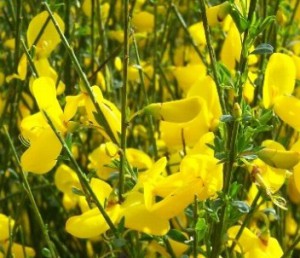 Cytisus scoparius, gewone brem met eetbare bloemen