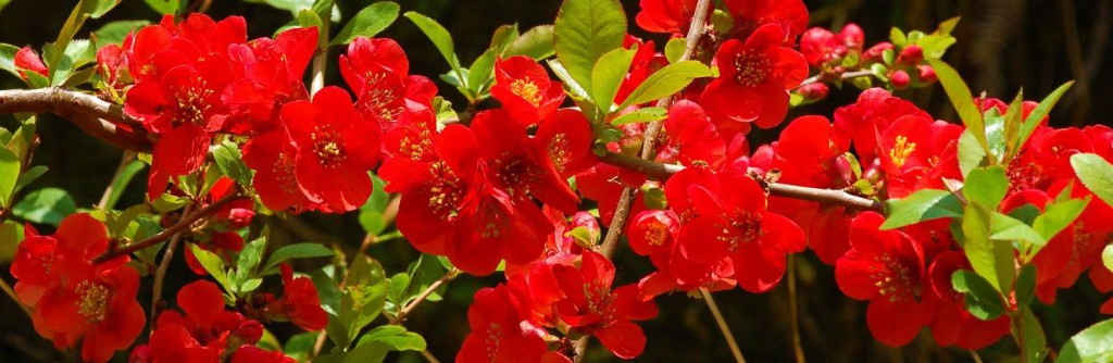 Eetbare bloemen van de Japanse kwee