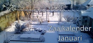 Zaaien in januari