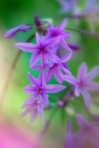 Kaapse Knoflook bloemen