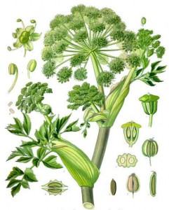 Koehler1887-Angelica