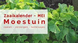 Zaaikalender moestuin mei