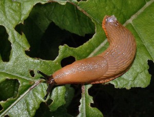 Slakken in de moestuin