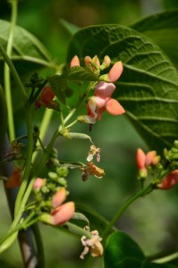 De moestuin van Burton Agnes Hall