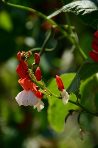 De moestuin van Burton Agnes Hall