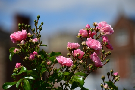 Burton Agnes Hall kitchen garden